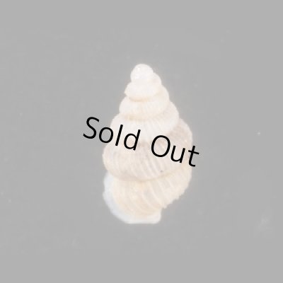 画像3: ベンダブロムゴマガイ (仮称)