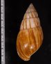 アダンソンホソサラサマイマイ (仮称) Limicolaria kambeul adansonifig.2