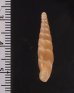 アメイロギセル Mesophaedusa viridiflavafig.2