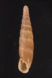アメイロギセル Mesophaedusa viridiflavafig.1