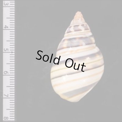 ウォーカーイトヒキマイマイ Liguus fasciatus walkerifig.2
