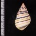 ウォーカーイトヒキマイマイ Liguus fasciatus walkerifig.2