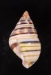ウォーカーイトヒキマイマイ Liguus fasciatus walkerifig.3