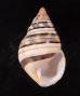 ウォーカーイトヒキマイマイ Liguus fasciatus walkerifig.1