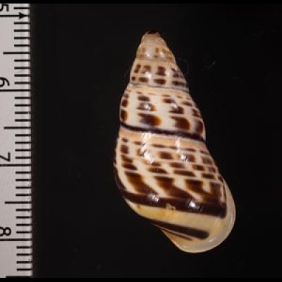 ロテマレーマイマイ (仮称) Amphidromus rottiensisfig.2