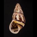 Amphidromus rottiensis ロテマレーマイマイ (仮称)