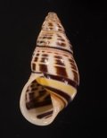 Amphidromus rottiensis ロテマレーマイマイ (仮称)