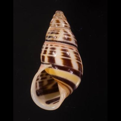 ロテマレーマイマイ (仮称) Amphidromus rottiensisfig.1