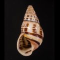 Amphidromus rottiensis ロテマレーマイマイ (仮称)