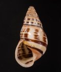 Amphidromus rottiensis ロテマレーマイマイ (仮称)