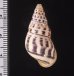 ロテマレーマイマイ (仮称) Amphidromus rottiensisfig.2