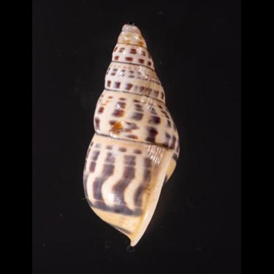 ロテマレーマイマイ (仮称) Amphidromus rottiensisfig.3