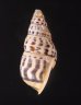 ロテマレーマイマイ (仮称) Amphidromus rottiensisfig.3