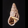 ロテマレーマイマイ (仮称)