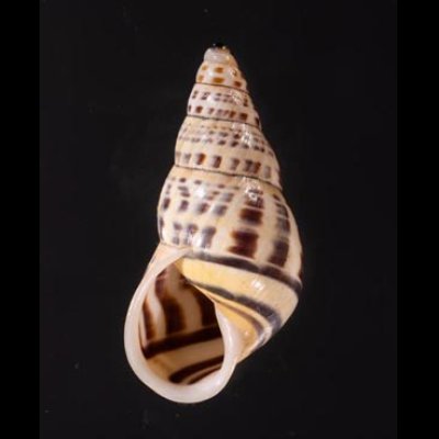 ロテマレーマイマイ (仮称) Amphidromus rottiensisfig.1