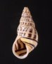ロテマレーマイマイ (仮称) Amphidromus rottiensisfig.1