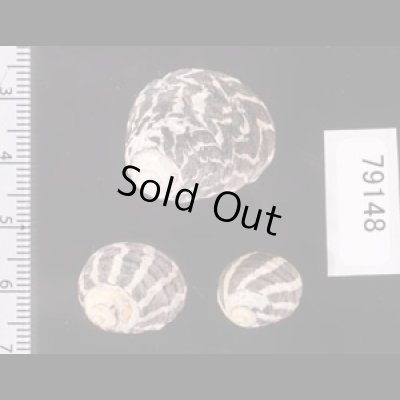 シマイチマツシタダミ （仮称） Austrocochlea porcatafig.2