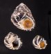 シマイチマツシタダミ （仮称） Austrocochlea porcatafig.1