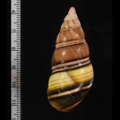 ギダルトイトヒキマイマイ Liguus fasciatus guitartifig.2