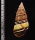 ギダルトイトヒキマイマイ Liguus fasciatus guitartifig.2