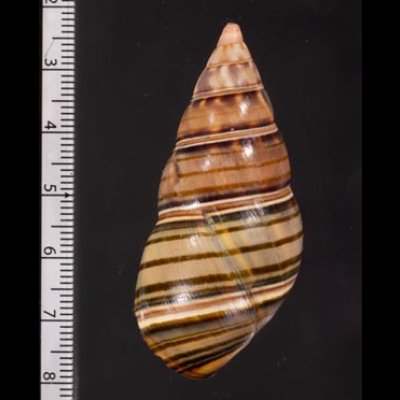 ギダルトイトヒキマイマイ Liguus fasciatus guitartifig.2