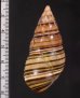 ギダルトイトヒキマイマイ Liguus fasciatus guitartifig.2