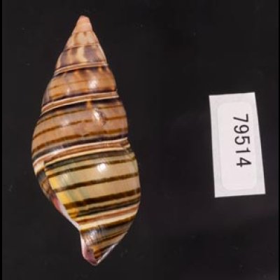 ギダルトイトヒキマイマイ Liguus fasciatus guitartifig.3