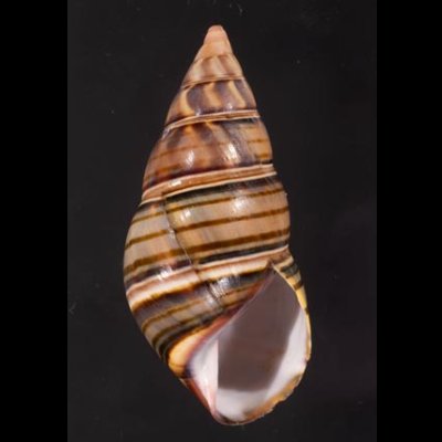 ギダルトイトヒキマイマイ Liguus fasciatus guitartifig.1