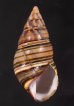 ギダルトイトヒキマイマイ Liguus fasciatus guitartifig.1