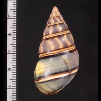 ギダルトイトヒキマイマイ Liguus fasciatus guitartifig.2