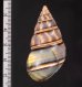 ギダルトイトヒキマイマイ Liguus fasciatus guitartifig.2