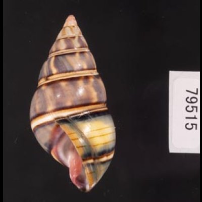 ギダルトイトヒキマイマイ Liguus fasciatus guitartifig.3