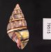 ギダルトイトヒキマイマイ Liguus fasciatus guitartifig.3
