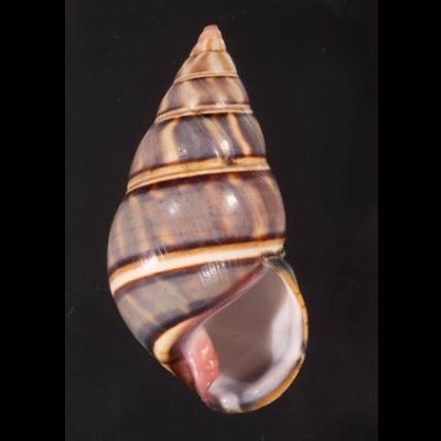ギダルトイトヒキマイマイ Liguus fasciatus guitartifig.1