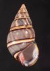 ギダルトイトヒキマイマイ Liguus fasciatus guitartifig.1