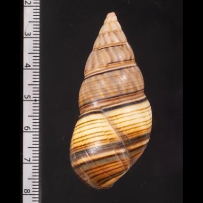 ギダルトイトヒキマイマイ Liguus fasciatus guitartifig.2