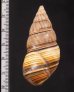 ギダルトイトヒキマイマイ Liguus fasciatus guitartifig.2