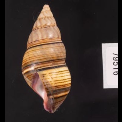 ギダルトイトヒキマイマイ Liguus fasciatus guitartifig.3