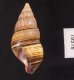 ギダルトイトヒキマイマイ Liguus fasciatus guitartifig.3