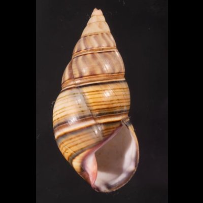 ギダルトイトヒキマイマイ Liguus fasciatus guitartifig.1