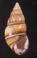 ギダルトイトヒキマイマイ Liguus fasciatus guitartifig.1