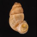 Opisthosiphon insulanum ココバハマクチヒレ (仮称)