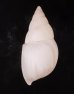 シロメキシコトウガタマイマイ (仮称) Naesiotus pallidiorfig.3