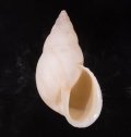 シロメキシコトウガタマイマイ (仮称)