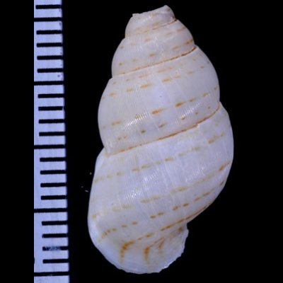 ハナヤカハイチクチヒレ (仮称) Sallepoma pulchellumfig.2