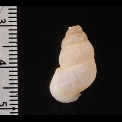 ハナヤカハイチクチヒレ (仮称) Sallepoma pulchellumfig.2