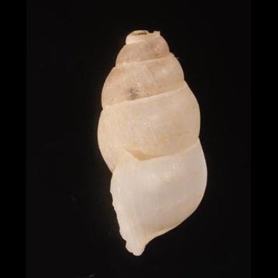 ハナヤカハイチクチヒレ (仮称) Sallepoma pulchellumfig.3