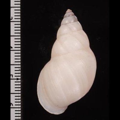 トドスメキシコトウガタマイマイ (仮称) Naesiotus pallidior vegexspizafig.2