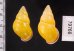 ハナヤカクチベニマレーマイマイ (仮称) Amphidromus placidusfig.2