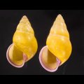 ハナヤカクチベニマレーマイマイ (仮称)